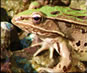 Frogs