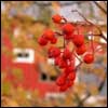 The Laws of the Blessing on Trees