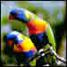 Two Birds of Paradise