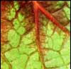 The Leaf